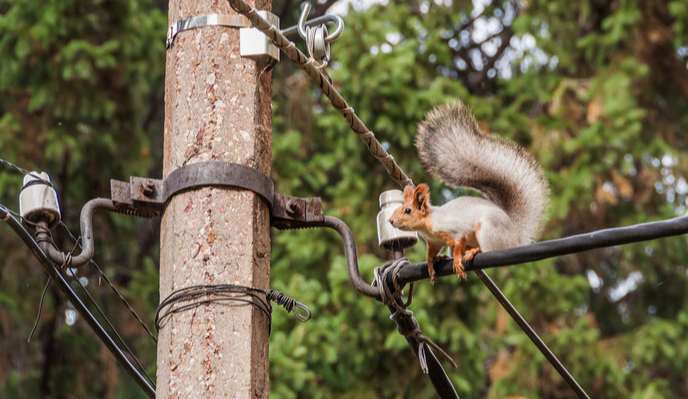 佛山市GYFXTF防鼠光缆采购：您是否面临这些挑战？